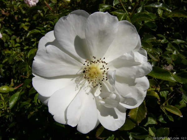 'White Flower Carpet' rose photo