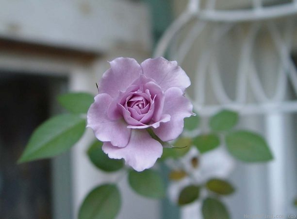 'Lavender Crystal ™' rose photo