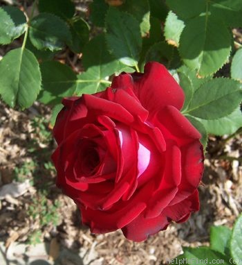 'Midnight Magic ™' rose photo