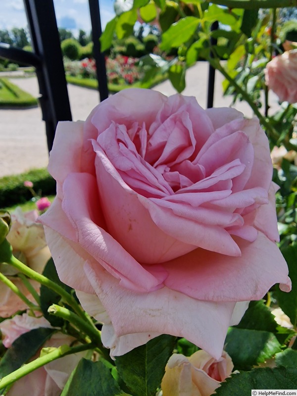 'Château de Rundale' rose photo
