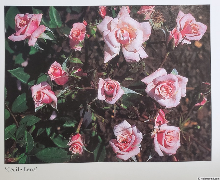 'Cécile Lens' rose photo