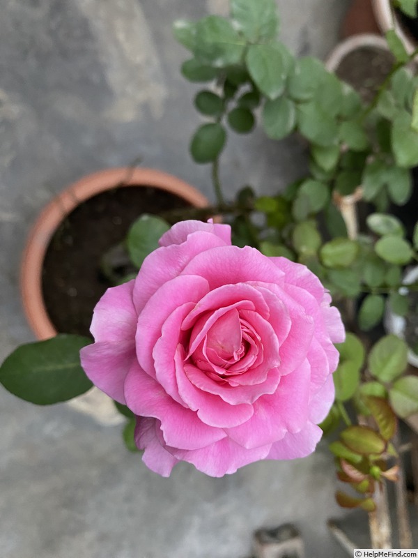 'Auguste Renoir ®' rose photo