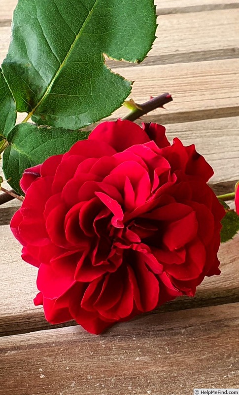 'Grand Award ®' rose photo