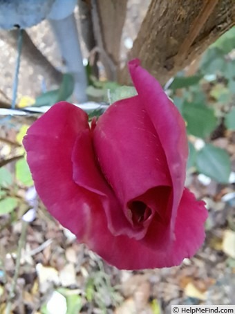 'Princess Alexandra Renaissance' rose photo