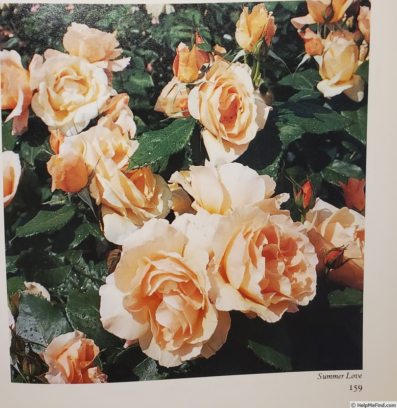 'Summer Love (floribunda, Cowlishaw before 1982)' rose photo