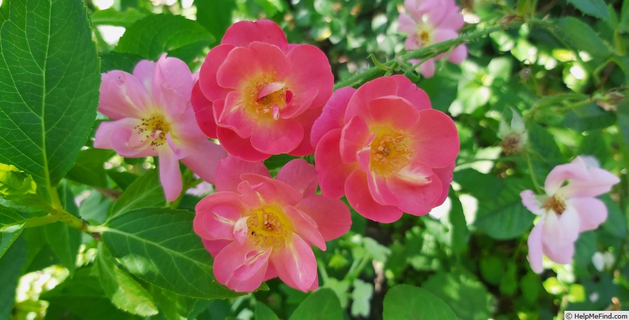 'Beauregard (floribunda, Velle, 2014)' rose photo