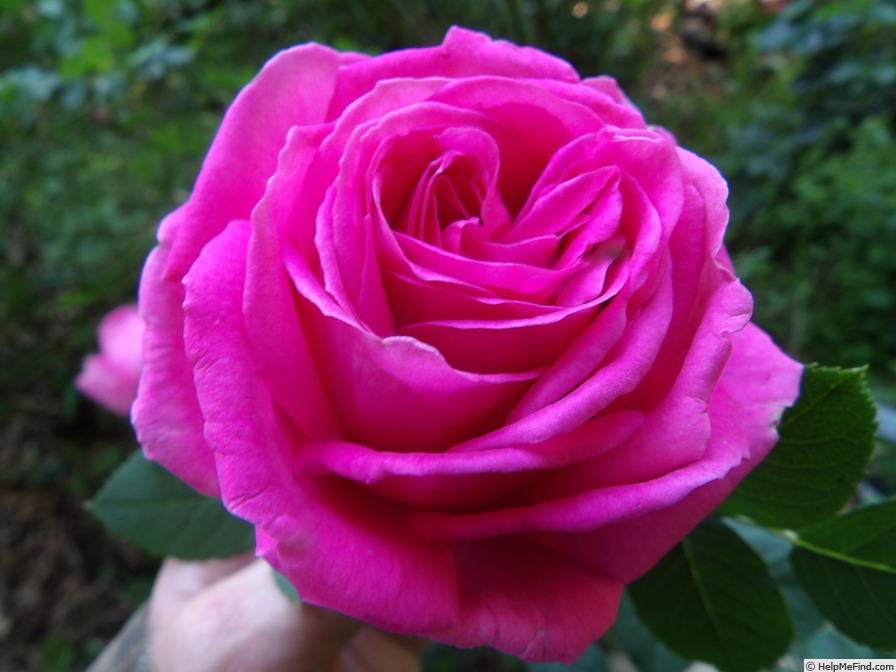 'Parkjuwel' rose photo