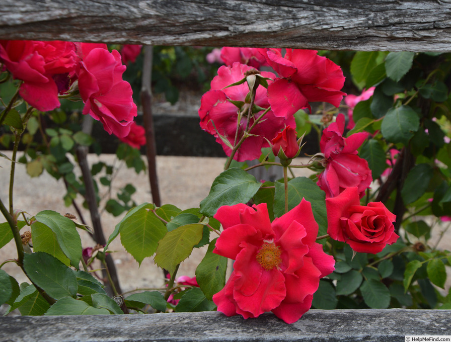 'Editor Stewart' rose photo