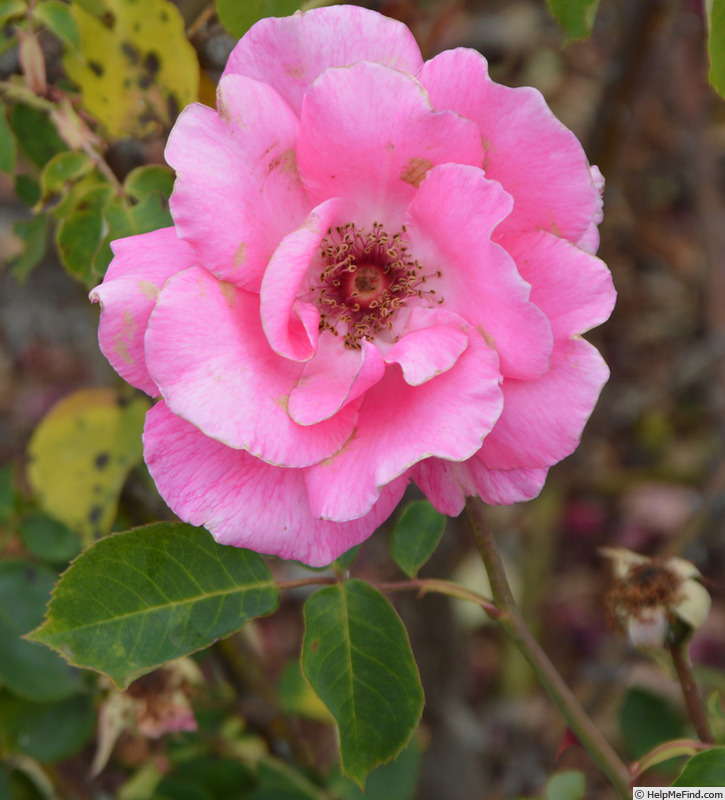 'Glenara' rose photo