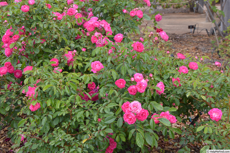 'Spring Song (shrub, Riethmuller, 1954)' rose photo