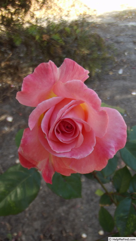 'Botany Bay' rose photo