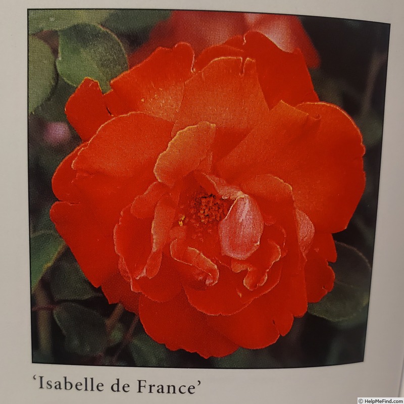 'Isabelle de France' rose photo