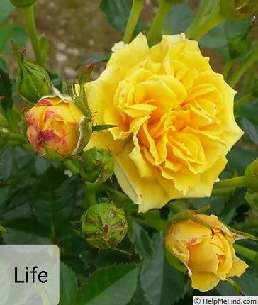 'Life' rose photo