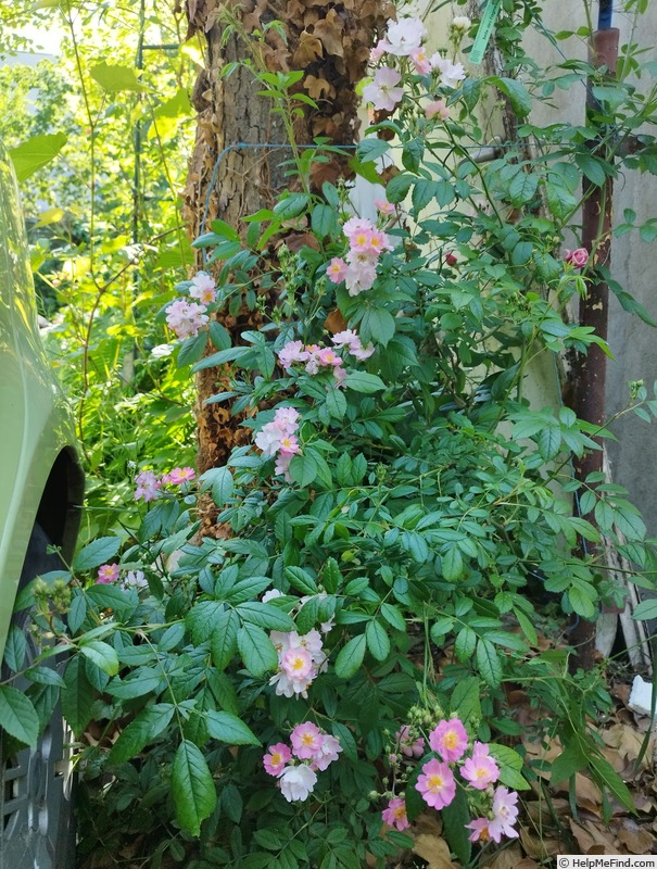 'Belle des Fagnes ®' rose photo