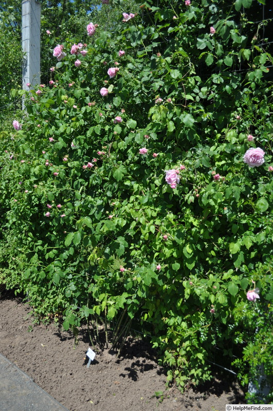 'Tolstoi' rose, click to enlarge 'Tolstoi' rose photo