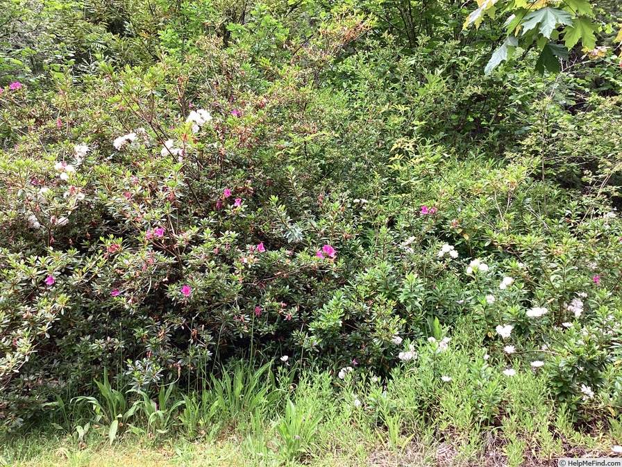 'Paul's Himalayan Musk Rambler' rose photo