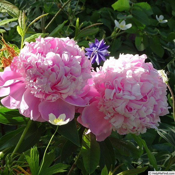 'P. lactiflora 'Monsieur Jules Elie'' peony photo