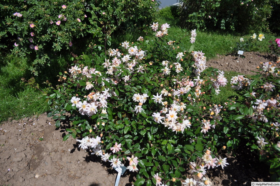 'Ceres (Hybrid Musk, Pemberton, 1914)' rose photo