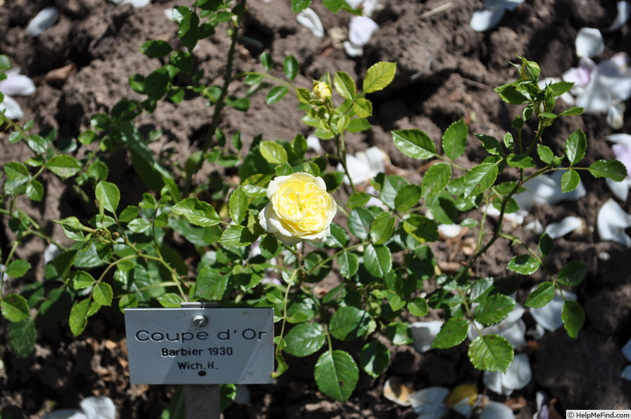'Coupe d'Or (climber, Barbier, 1930)' rose photo