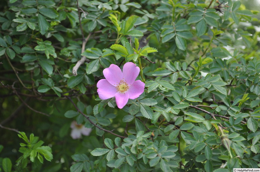 '<I>Rosa stellata</i> var. <i>mirifica</i> ᵡ <i>Rosa pisocarpa</i> 'Autumn Leaves'' rose photo