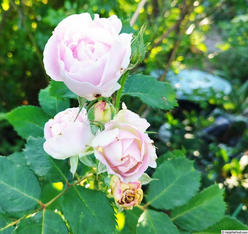 'Edith (shrub, Schade 2012)' rose photo