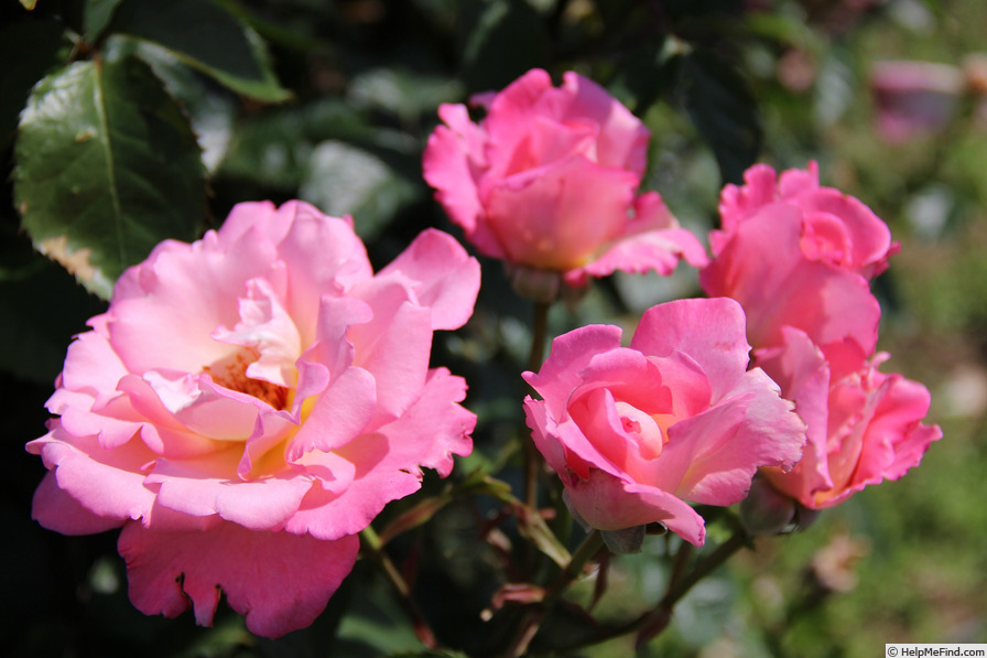'EVEzamont' rose photo