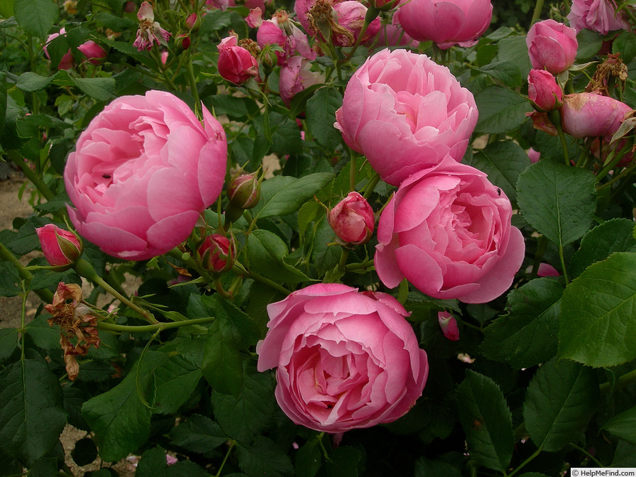 'Marie Blanche Paillé ®' rose photo