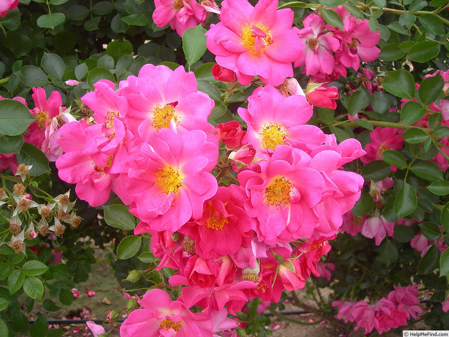 'Rose Bonbon ®' rose photo