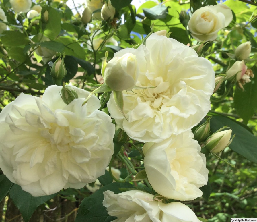 'Blanche de Chédigny ®' rose photo