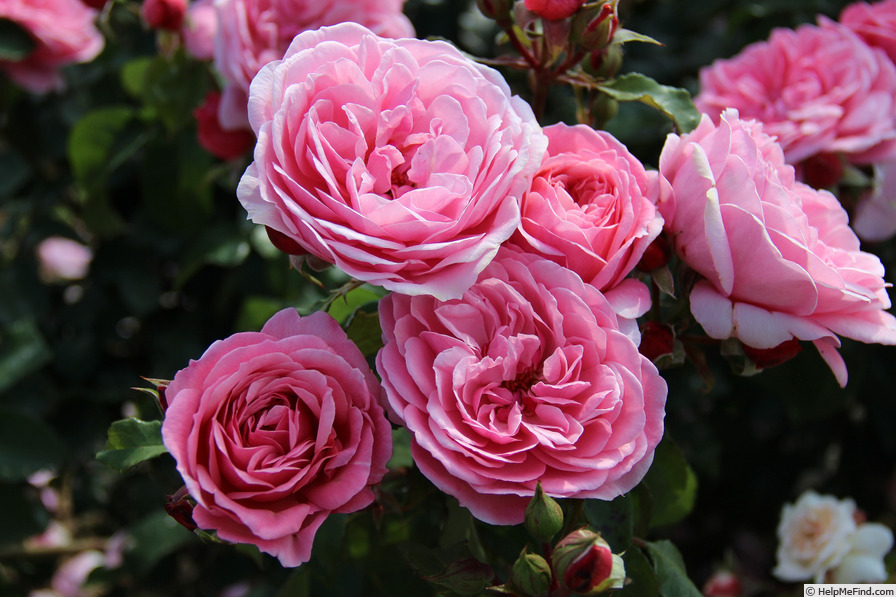 'Claire ®' rose photo
