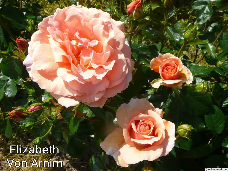 'Early Dawn' rose photo