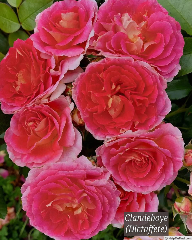 'Clandeboye' rose photo