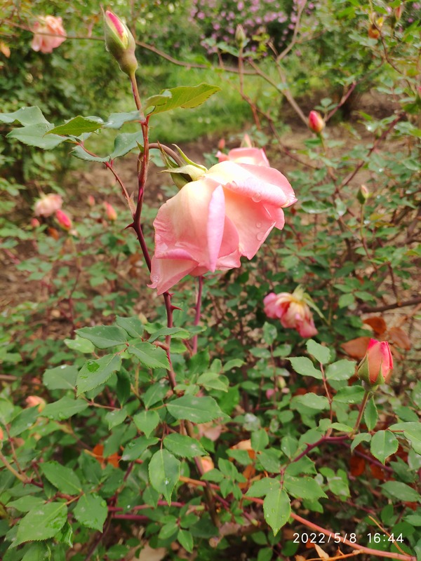 'Comtesse du Cayla' rose photo