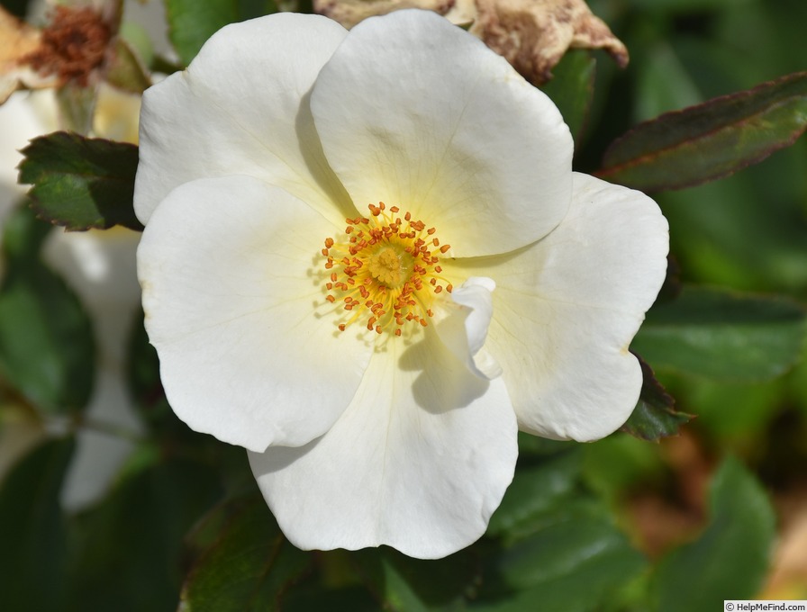 'White Knock Out ®' rose photo