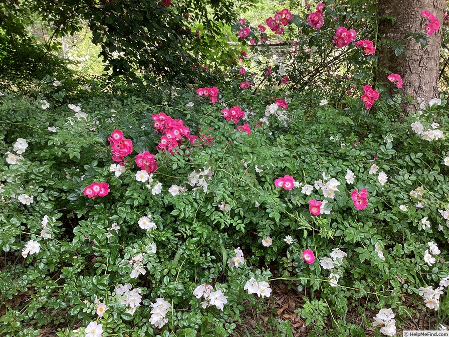 'Evangeline (hybrid wichurana, Walsh, 1906)' rose photo