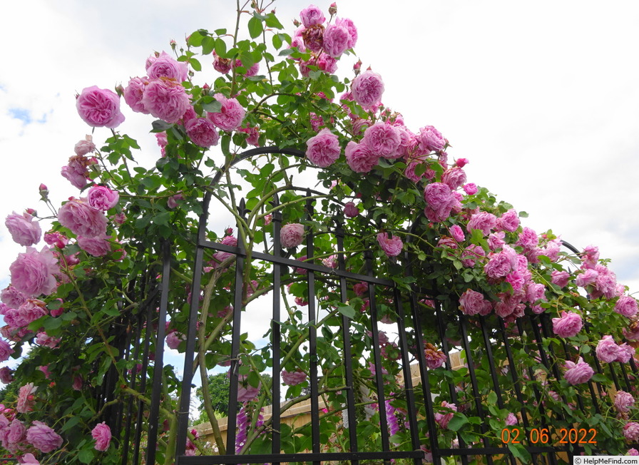 'Madame Lauriol de Barny' rose photo