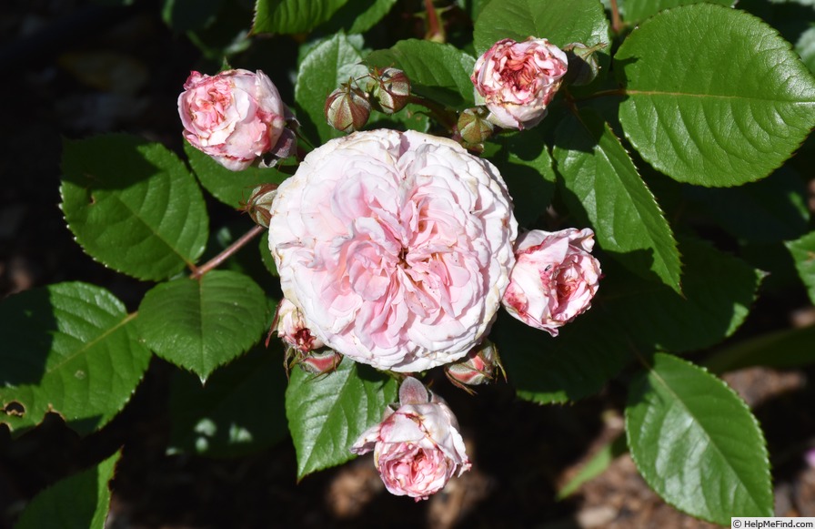 'Love Affair (floribunda, Kordes, 2004/18)' rose photo