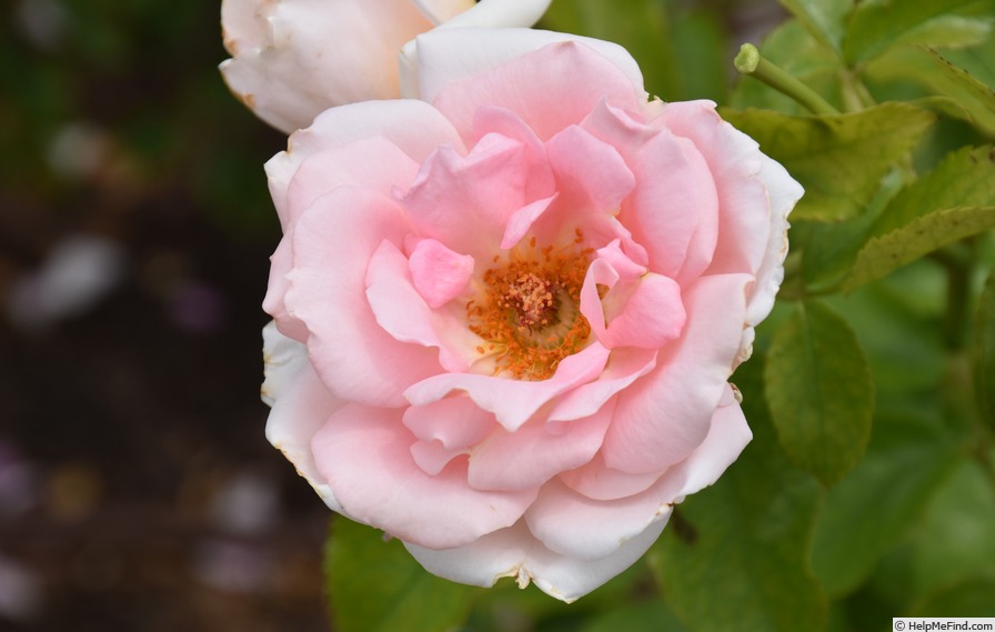 'KORknaufoc' rose photo