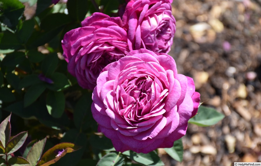 'Tan00681' rose photo