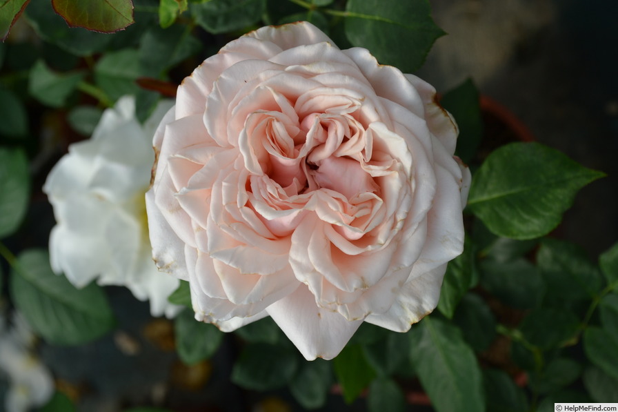 'ZANmari' rose photo