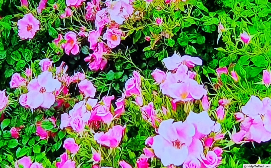 'LandFrauen Rose ® (shrub, Tantau, 2021)' rose photo