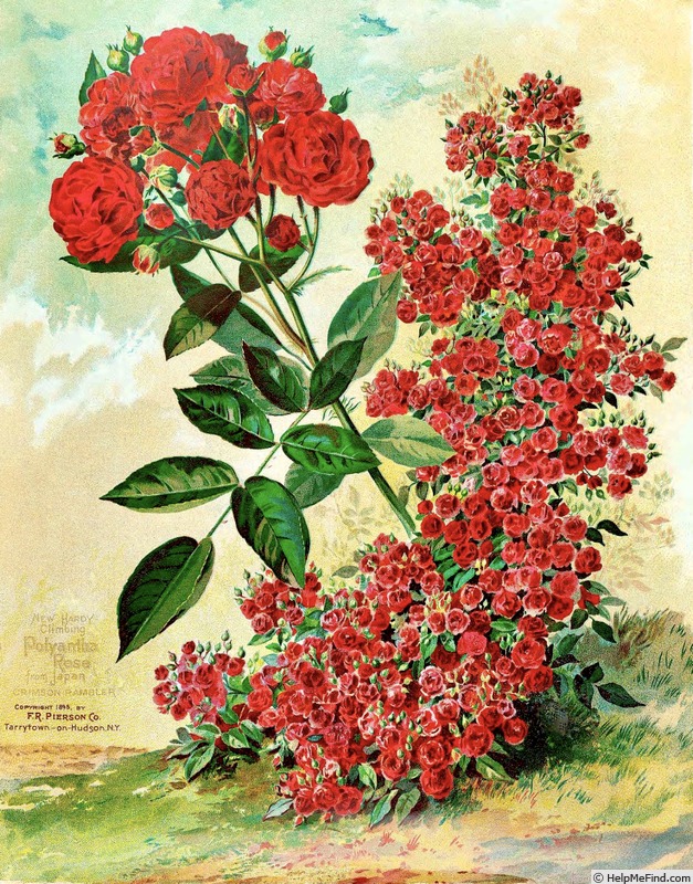 'Crimson Rambler' rose photo