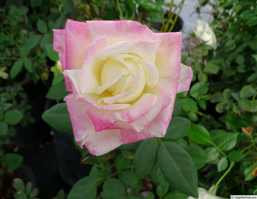 'Headliner' rose photo