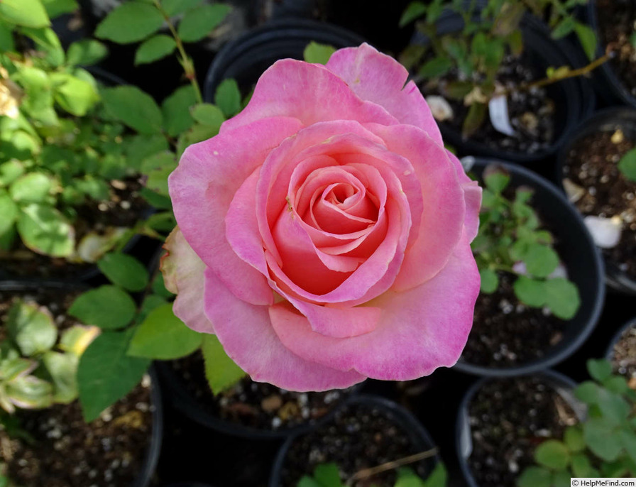 'Hermosa (florists rose, Lex before 2022)' rose photo