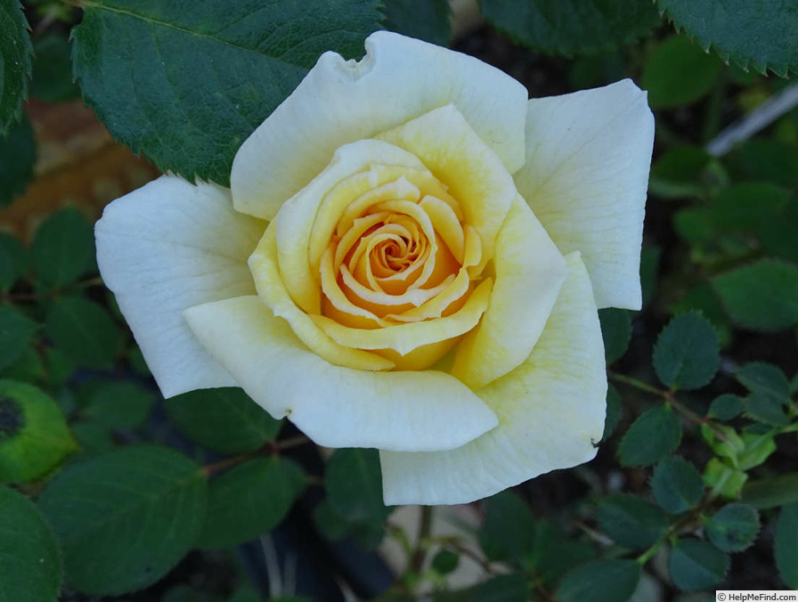 'Kev' rose photo