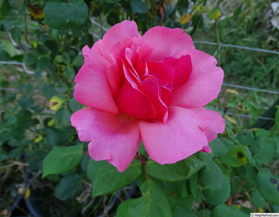'Kolkhoznitsa' rose photo