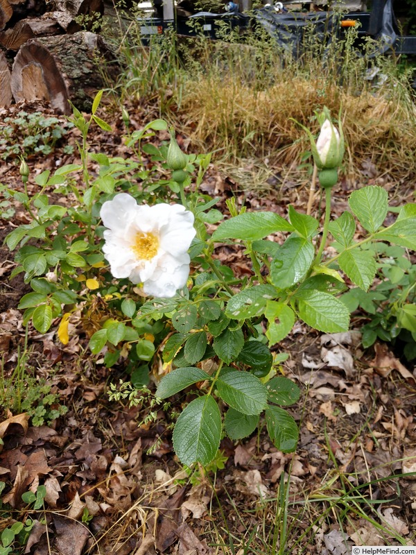 'Mary Manners' rose photo