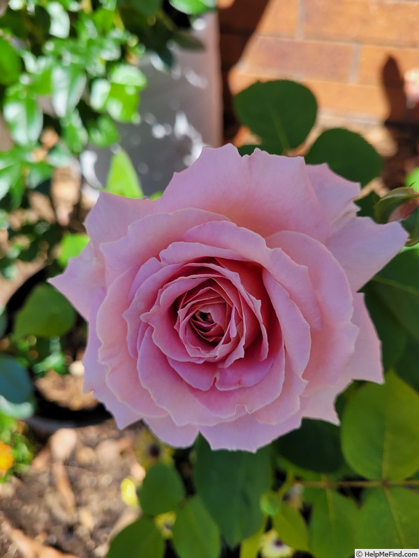 'HORwassup' rose photo
