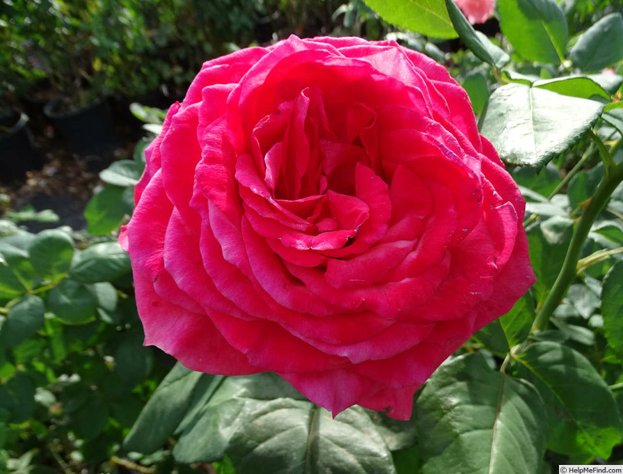 'Lady Bird (hybrid tea, Zary 2008)' rose photo