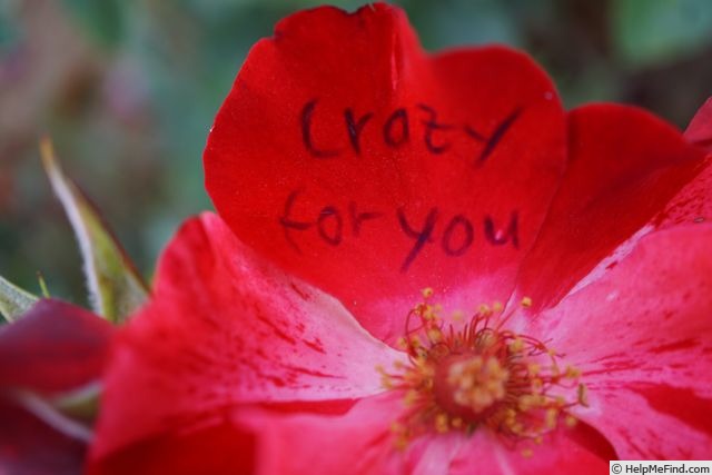 'Crazy for You' rose photo